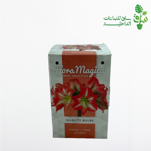 بصيلة امراليس وردي مخطط بأبيض