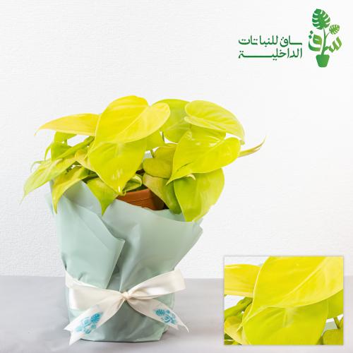 فيلوديندرون كورداتوم نيون