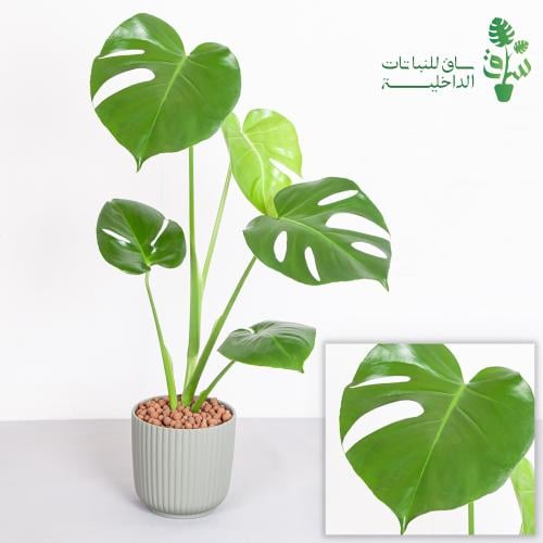 مونستيرا مجهزة بمركن تيفاني مع كرات اللكا