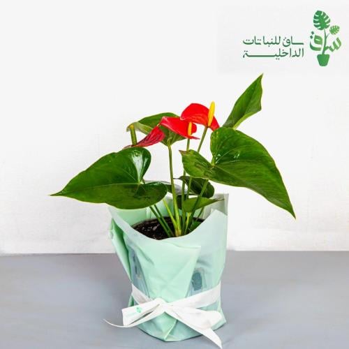 انتوريوم احمر