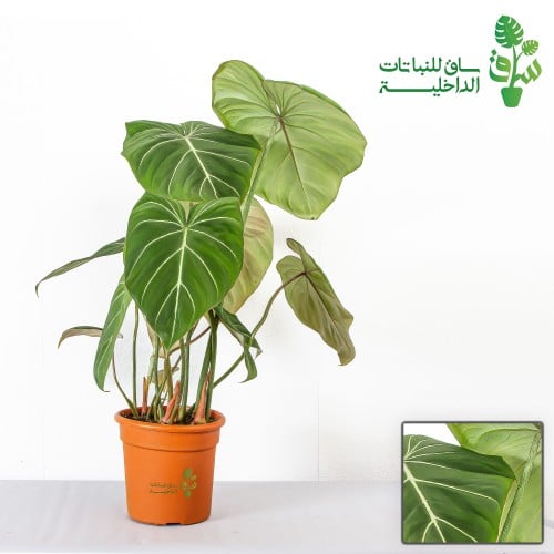 فيلوديندرون جلوروسوم