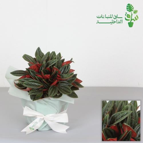 ببروميا روسو