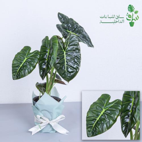 الوكاسيا قولدن بون كبيرة Alocasia Golden Bon