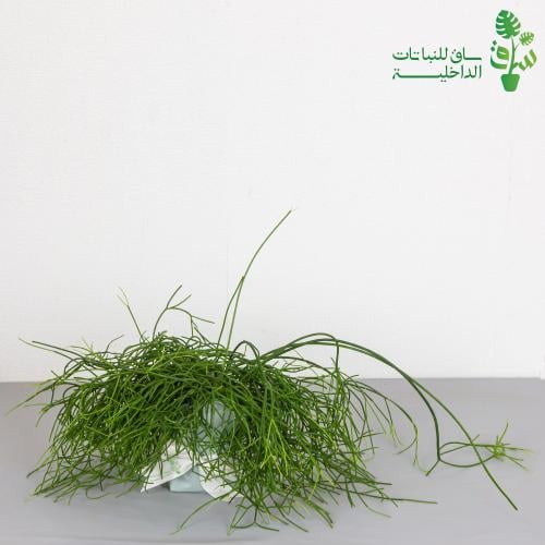 صبار ريبساليس كثيفة Rhipsalis