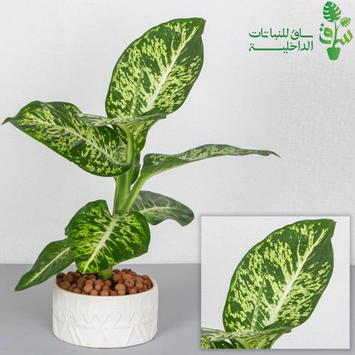 ديفنباخيا موهيتو مجهزة بمركن بنقش نجدي