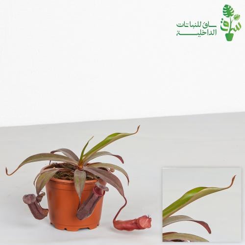 صائدة الحشرات