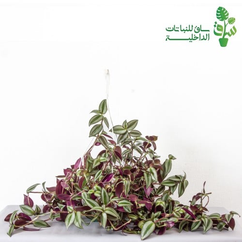 ترادسكانتيا زيبرينا معلقة كبيرة