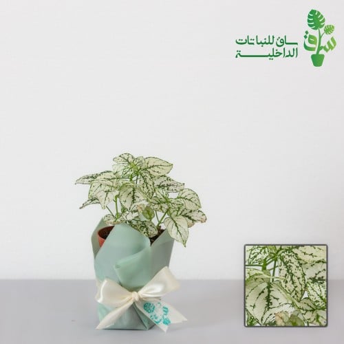 هايبستوس بيضاء