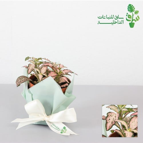 فيتونيا وردية