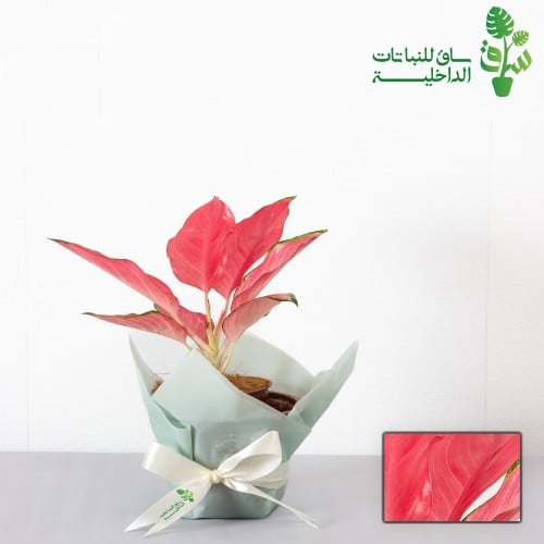 اجلونيما وردية فلامنجو