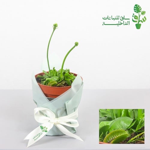 صائدة الحشرات