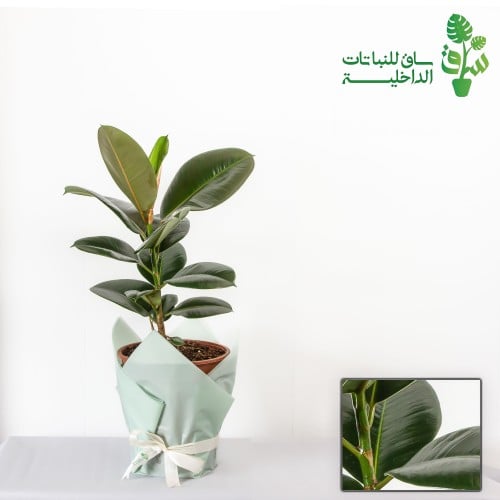 فيكس مطاط روبستا