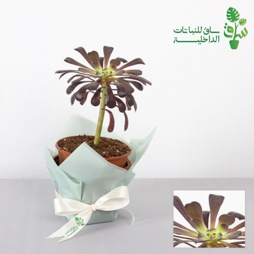 صبار اشفيريا سوداء