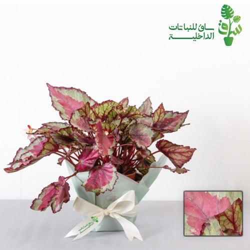 بيقونيا ريكس