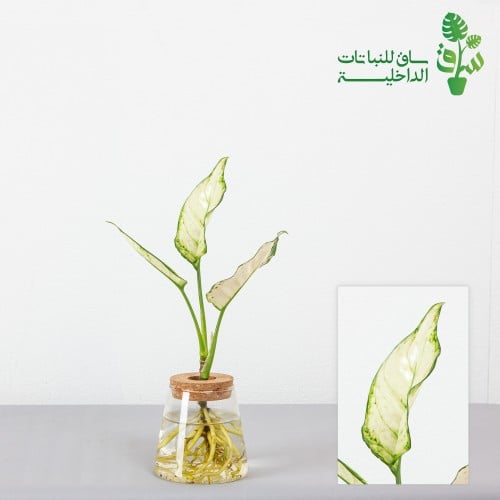 اجلونيما بيضاء بمركن زجاجي