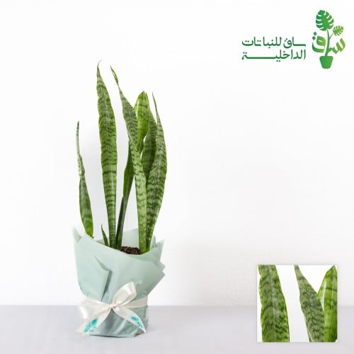 صبار جلد النمر سلفر