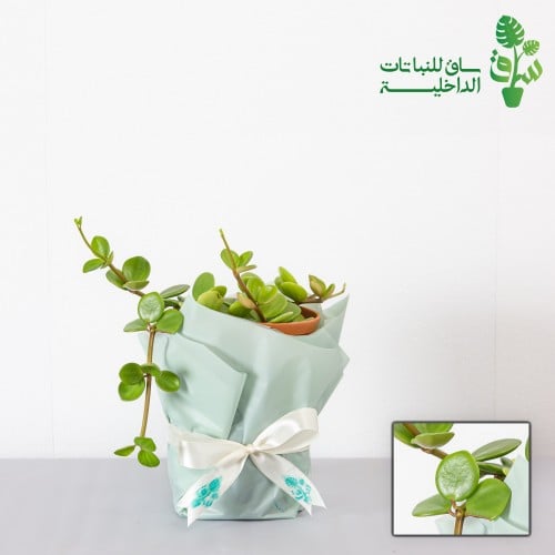 ببروميا هوب