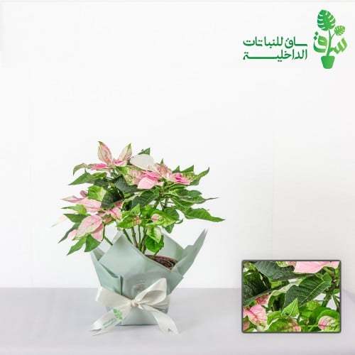 بنت القنصل وردية