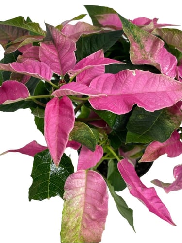 بنت القنصل وردية