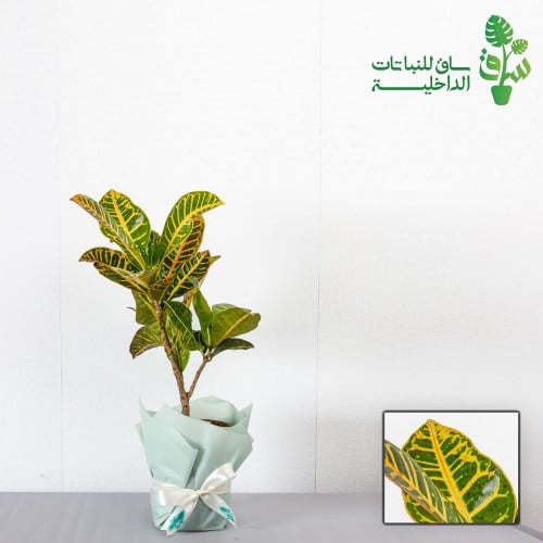 كروتون كبير