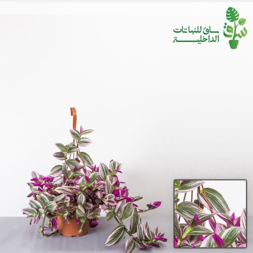 المكحلة ( ترادسكانتيا )