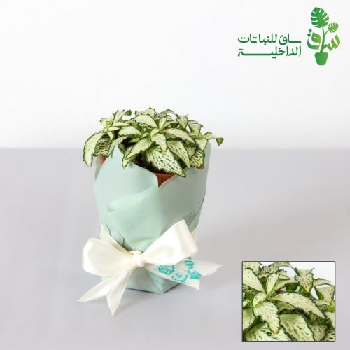 فيتونيا بيضاء