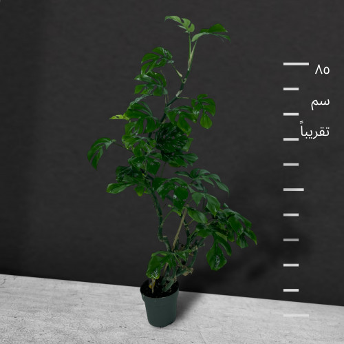 مونستيرا ميني