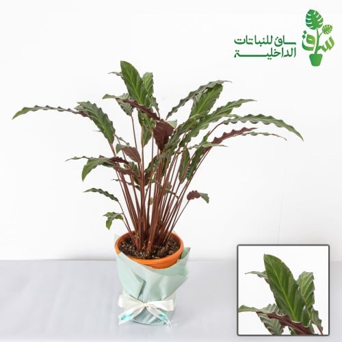 كلاثيا روفي باربا