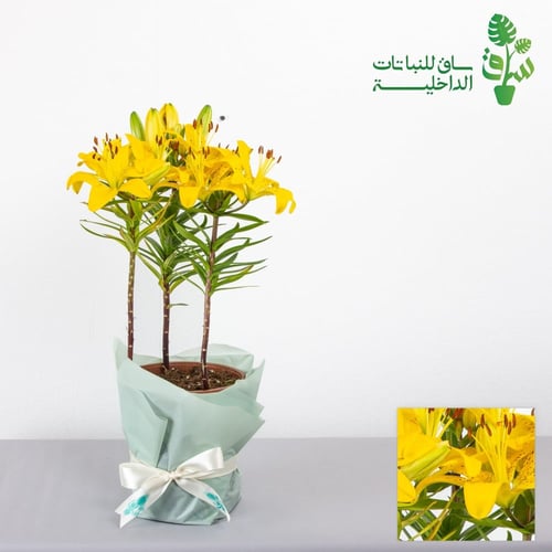 ليليوم (اصفر-وردي-ابيض)