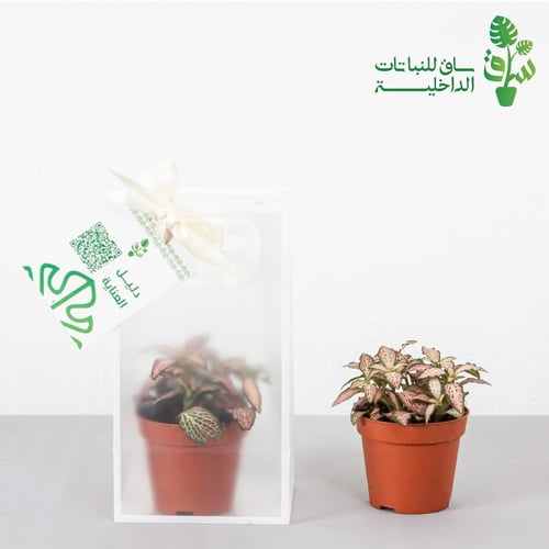 توزيعات 12 حبة