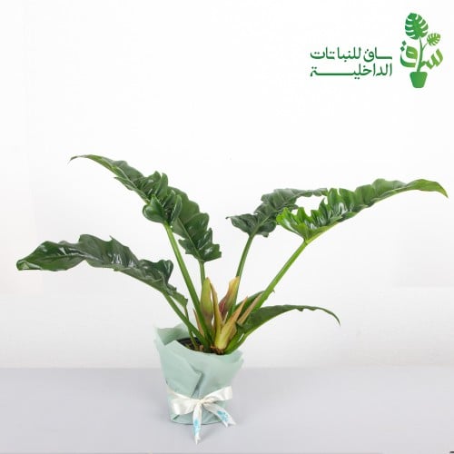 فيلوديندرون ناروو