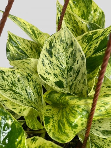 بوتس ماربل كوين ثلجي ( الجليد )