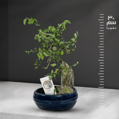 بونساي زلكوفا