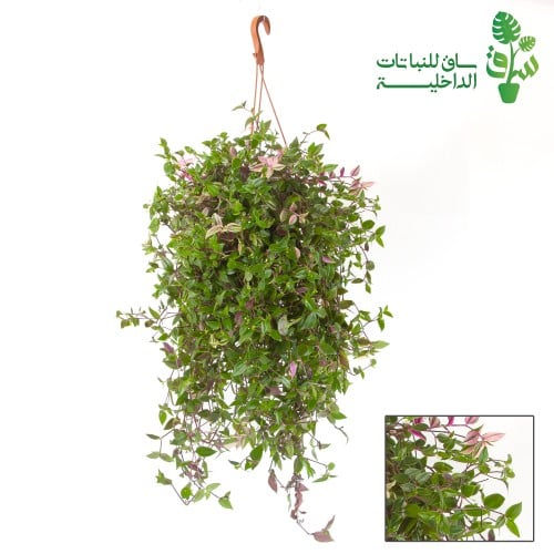 المكحلة ( ترادسكانتيا ) معلقة