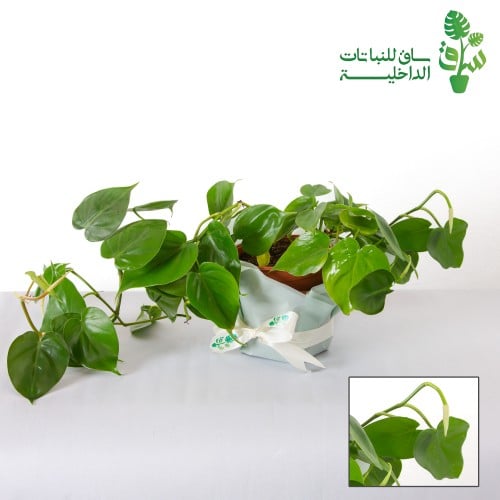 فيلوديندرون خضراء