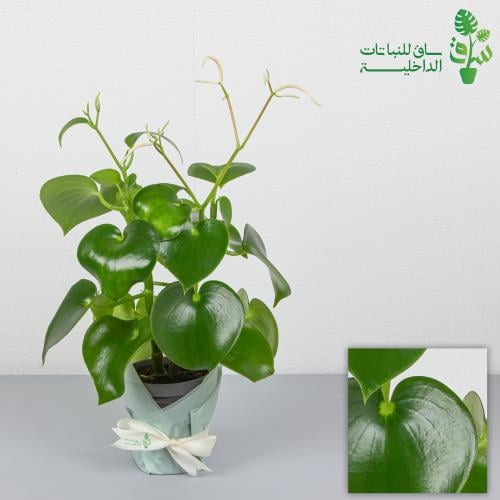 ببروميا قطرة المطر كبيرة