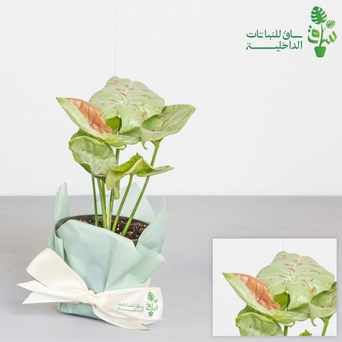 سنجونيوم ميلك صغيرة