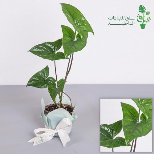 سنجونيوم خضراء