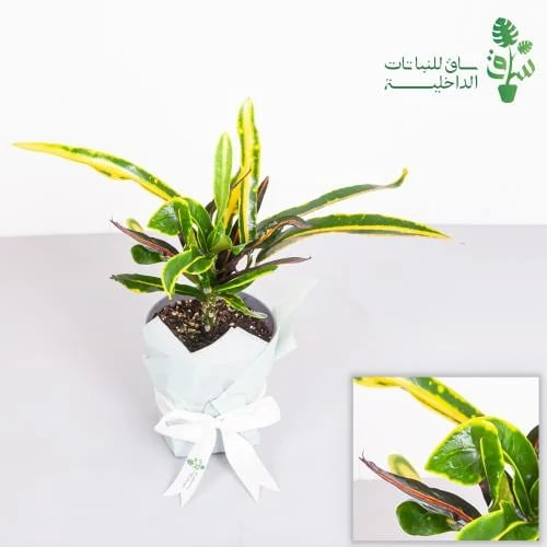 كوديوم مامي Codiaeum Mammy