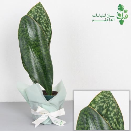 جلد النمر سانسيفيريا ماسونيايا (زعانف الحوت) WHALE...