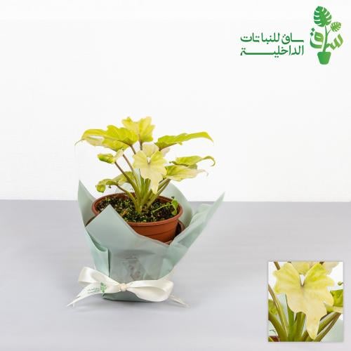 فيلوديندرون سيلوم نيون