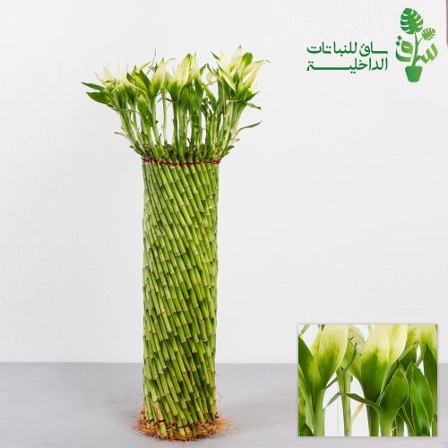 ساق البامبو مجدولة