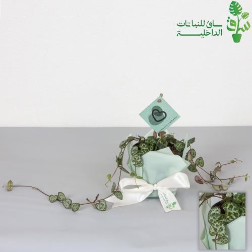 سيروبيجيا وودي سلسلة القلوب صغيرة Ceropegia woodii