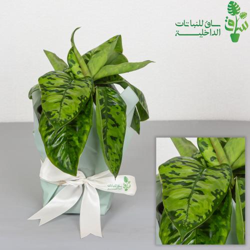 هومالومينا كاموفلاج (التمويه) Homalomena Camouflag...