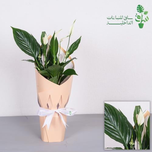 الاشرعة البيضاء مجهزة بتغليف انيق