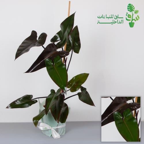 فيلوديندرون