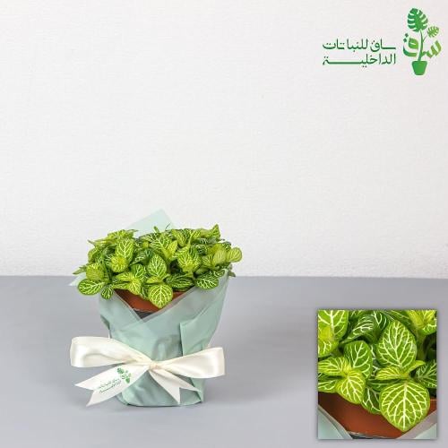 فيتونيا خضراء كبيرة