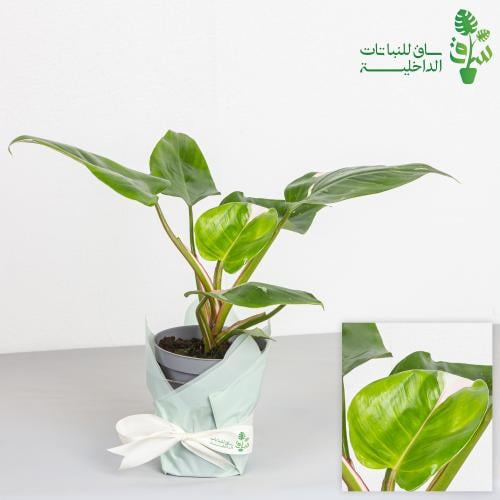 فيلوديندرون الاميرة البيضاء