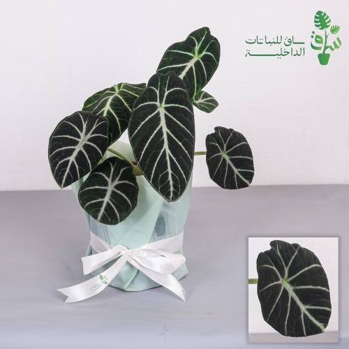 الوكاسيا نينجا كبيرة alocasia ninja