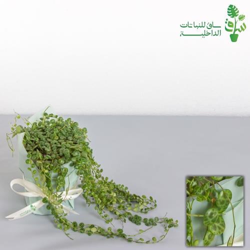 ببروميا اصداف السلحفاة